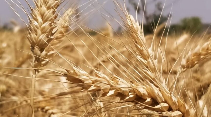 MILLING WHEAT MILLING WHEAT