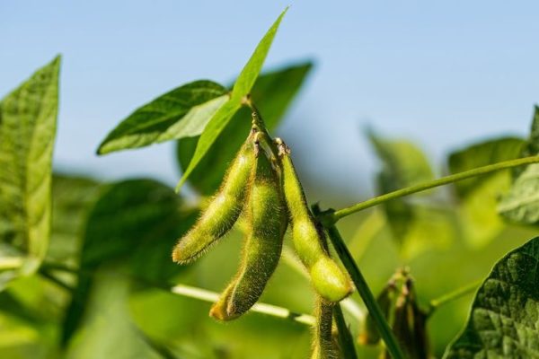 Soybeans 1