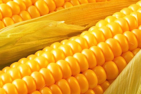 Yellow corn (maize) 1